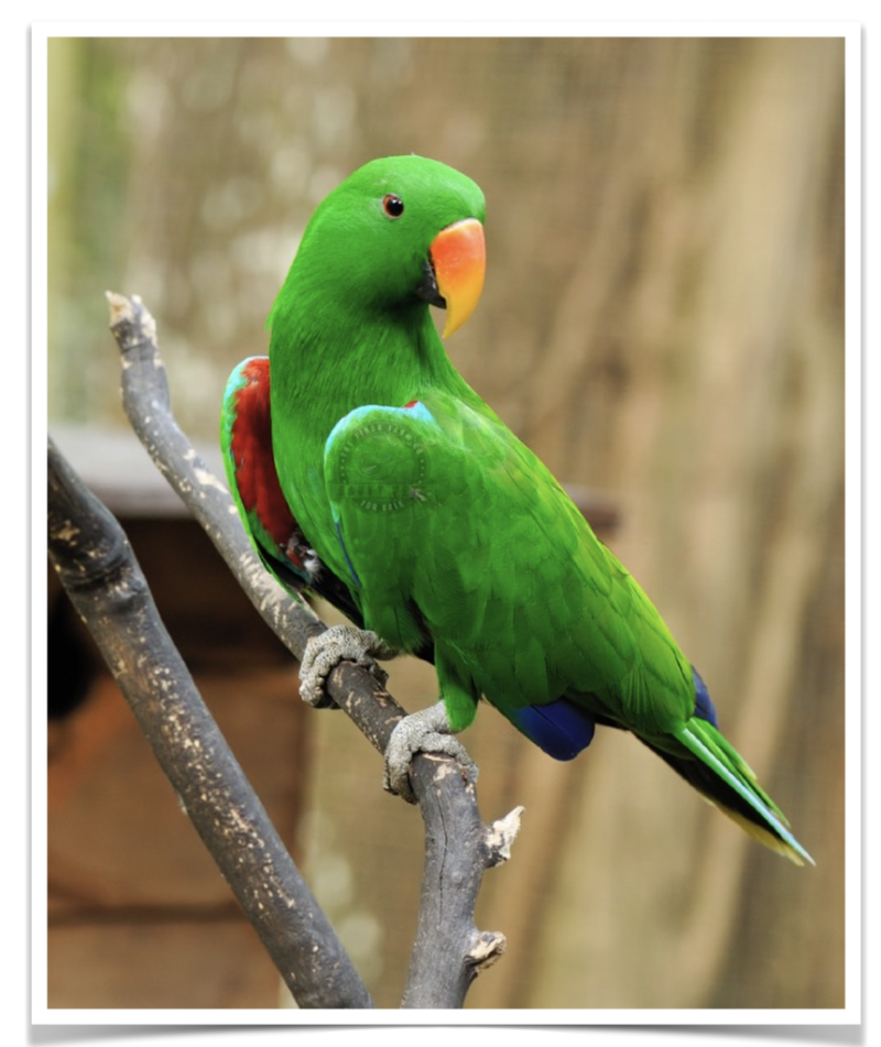 Buy Eclectus  Online - Image 5