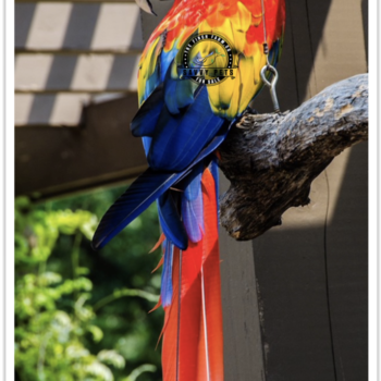 Buy Scarlet Macaw Online