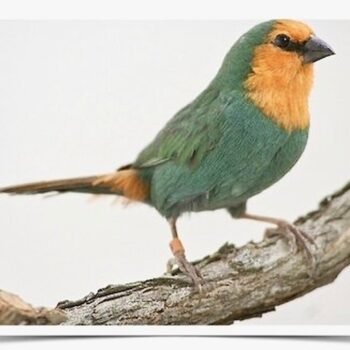 Buy Seagreen Parrotfinch Online