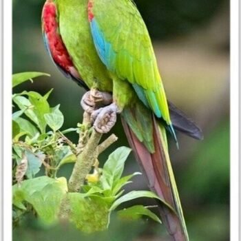 Buy Severe Chestnut Fronted Macaw Online
