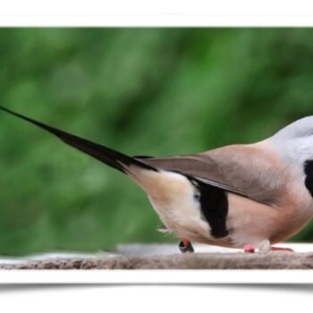 Buy Shaft-Tail Finch Online - Image 2