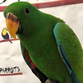 SOLOMON ISLAND ECLECTUS PARROT FOR SALE