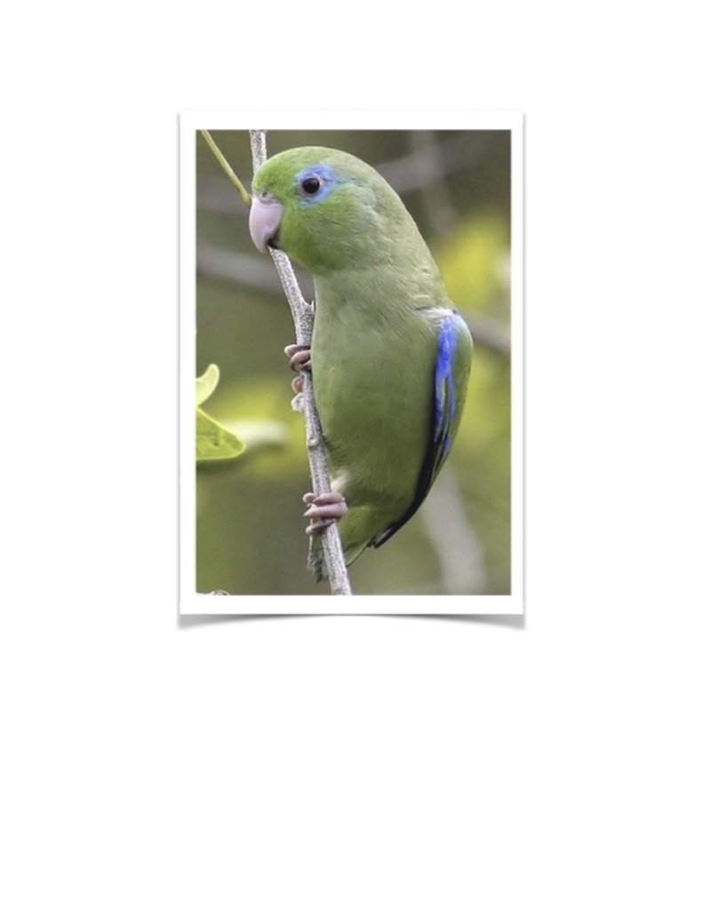 Buy Spectacled Parrotlet Online