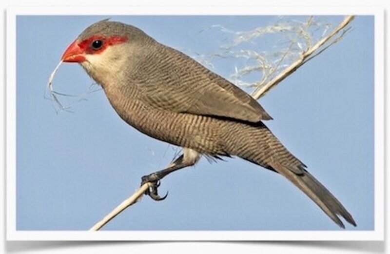 Buy St Helena Waxbill (Common Waxbill) Online - Image 2