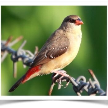 Buy Strawberry Finch Online