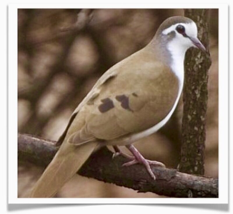 Buy Tambourine Doves Online - Image 2