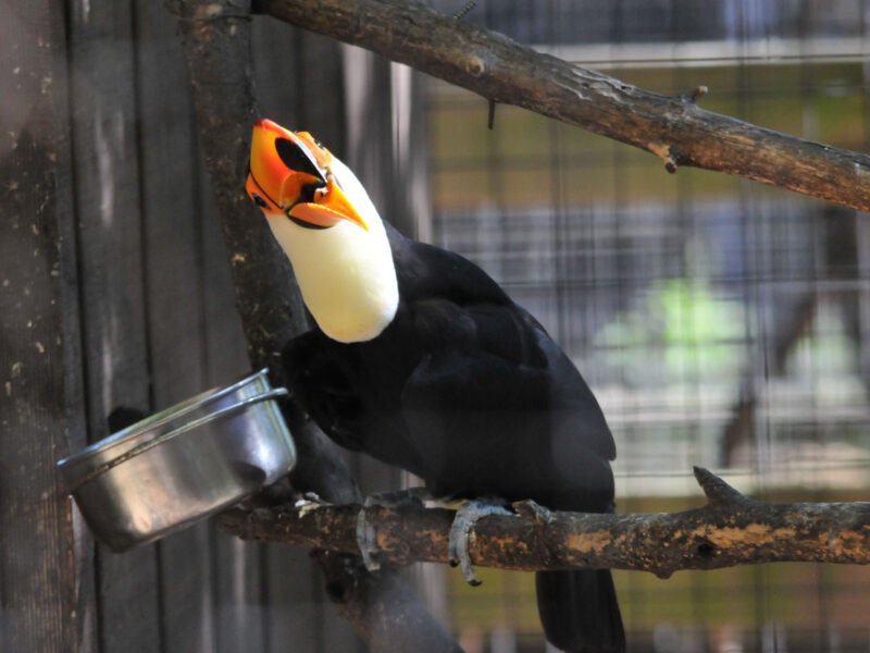 Buy Toco Toucan For Sale Online - Image 2