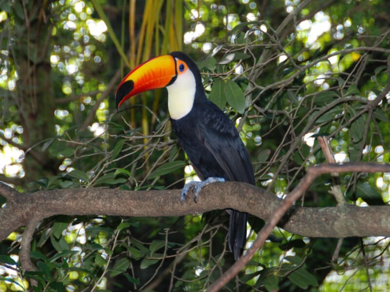Buy Toco Toucan For Sale Online - Image 3