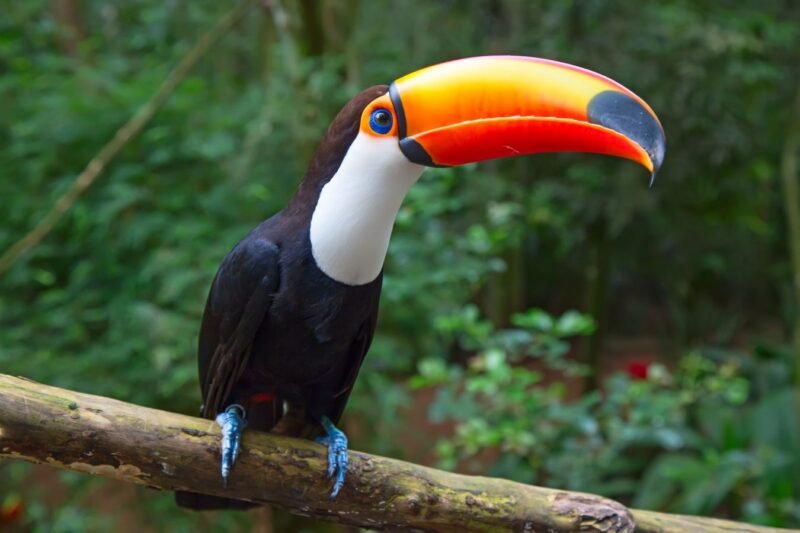 Buy Toco Toucan For Sale Online - Image 4