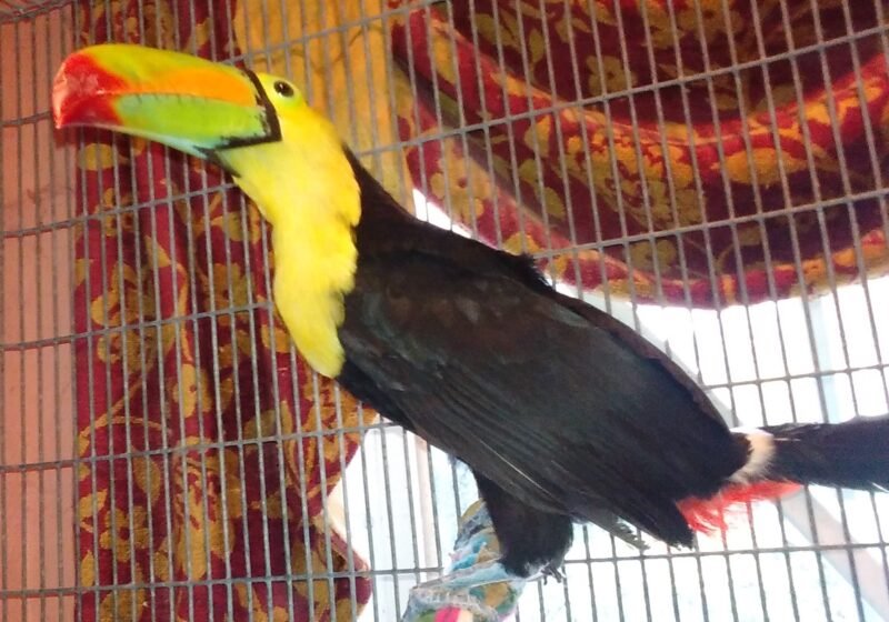 Buy Toco Toucan For Sale Online - Image 5