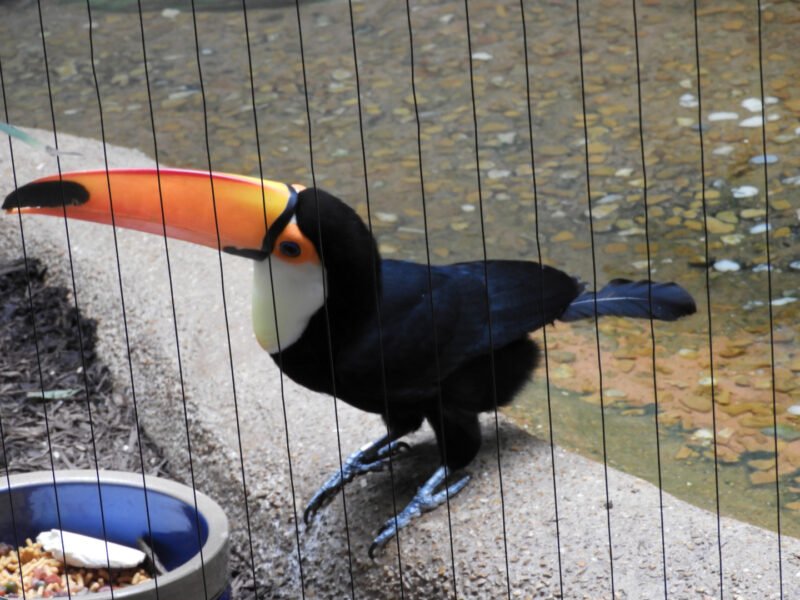 Buy Toco Toucan For Sale Online - Image 6