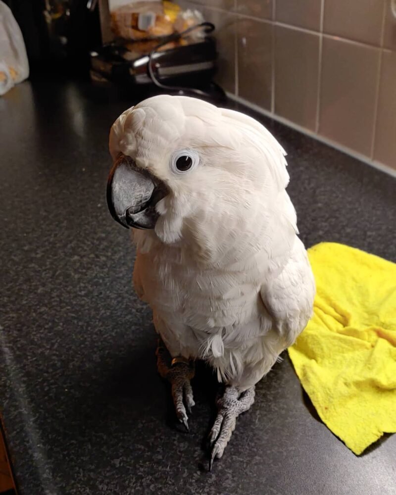 Umbrella Cockatoo
