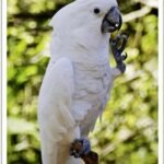 Buy Umbrella Cockatoo Online