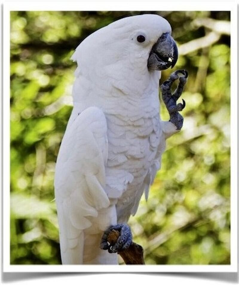 Buy Umbrella Cockatoo Online