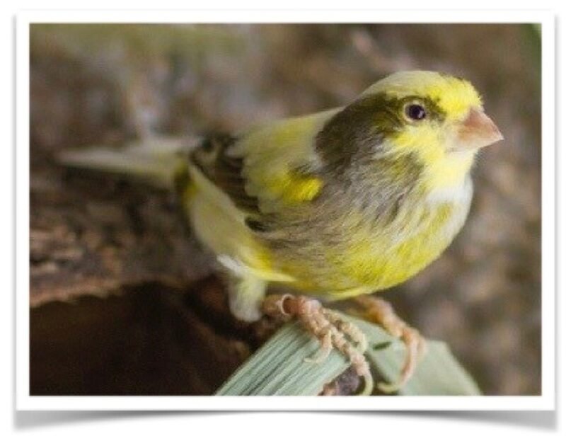 Buy Variegated Canary Online