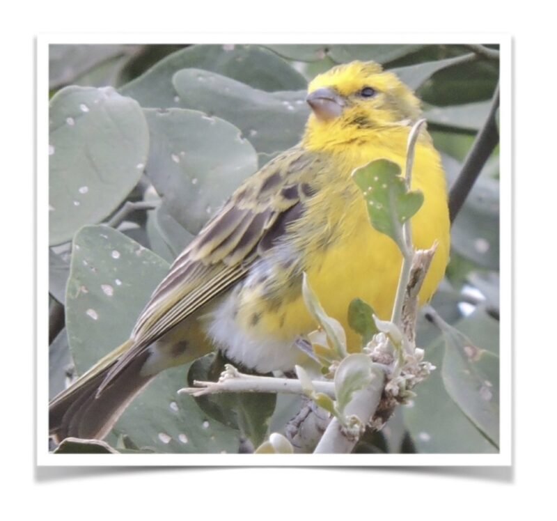 Buy White Bellied Canary Online - Image 2