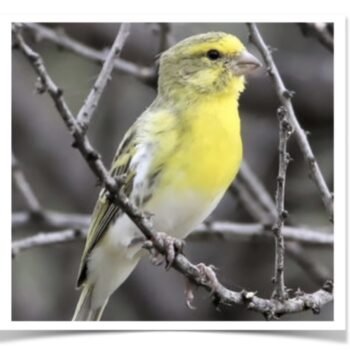Buy White Bellied Canary Online