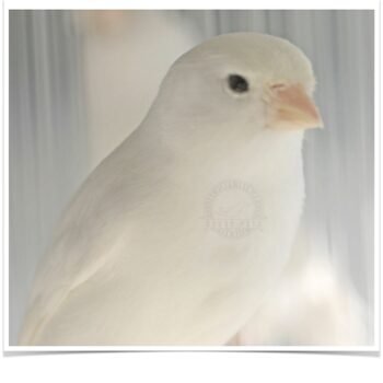 Buy White Canary Online