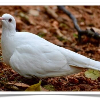 Buy Ring-necked Dove - WWhite Ring-necked Doves, (Streptopelia risoria) Online