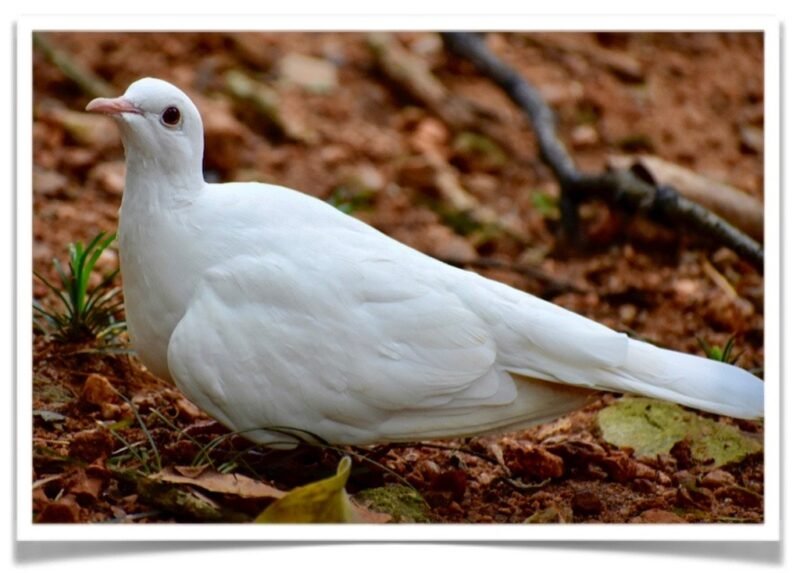 Buy Ring-necked Dove - WWhite Ring-necked Doves, (Streptopelia risoria) Online