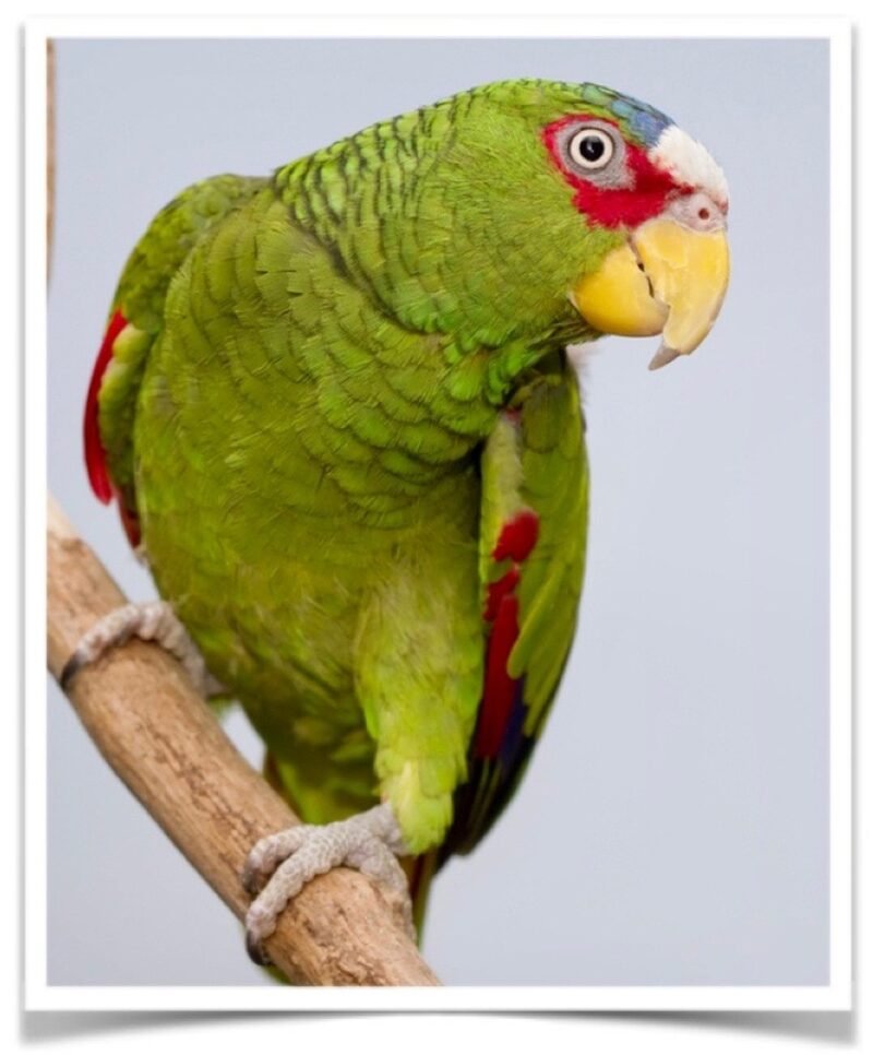 Buy White Fronted Amazon Online