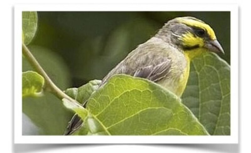 Buy White-tipped Green Singer Online - Image 2