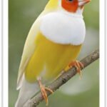 Buy Lady Gouldian Finch - Yellow-back (BLACK HEAD MALE ONLY) Online