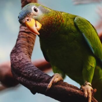 Yellow-billed amazon