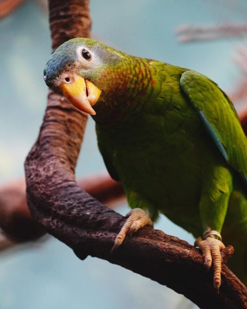 Yellow-billed amazon