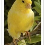 Buy Yellow Canary Online