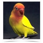 Buy Yellow Fischer's Lovebird Online
