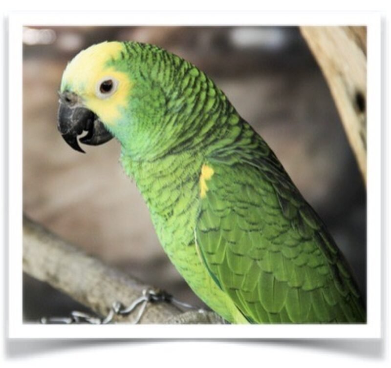 Buy Yellow Shouldered Macaw Online
