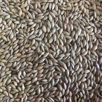 Canary Seed