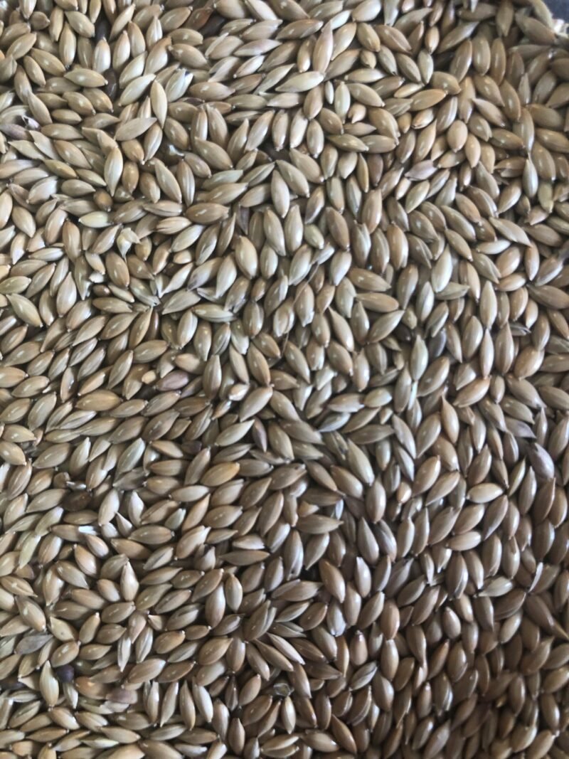Canary Seed