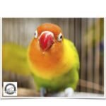 Buy Lovebirds - Fischer's Online