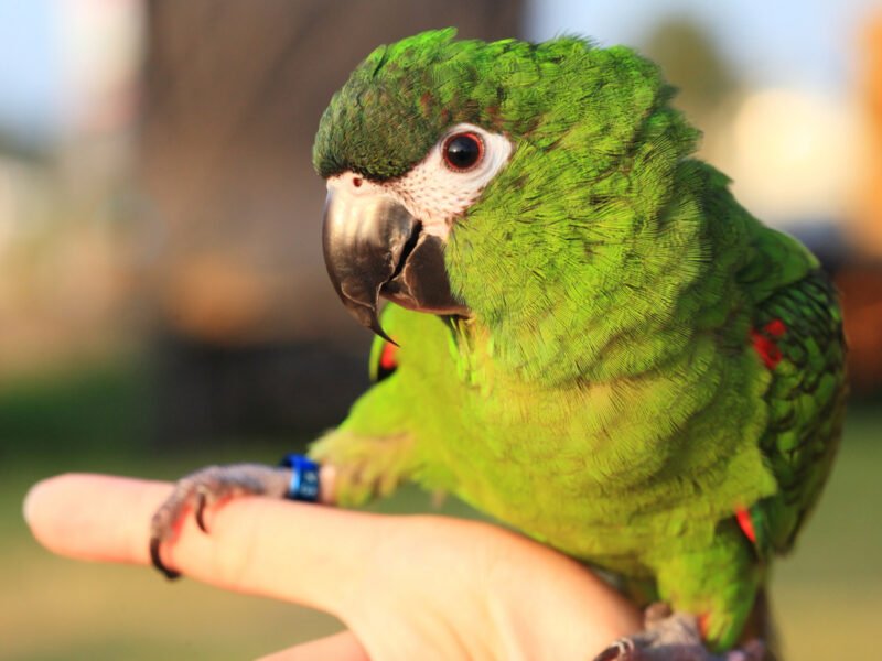 Buy Hahn’s Macaw for sale - Image 2