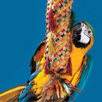 Parrot Piñata