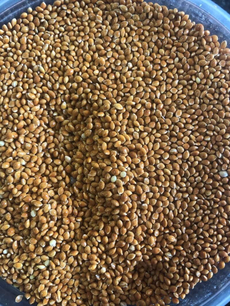 Red Millet