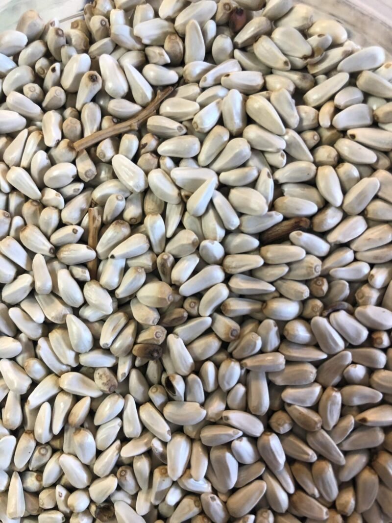 Safflower