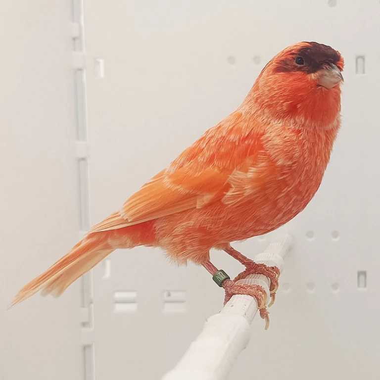 Buy Stafford Canary