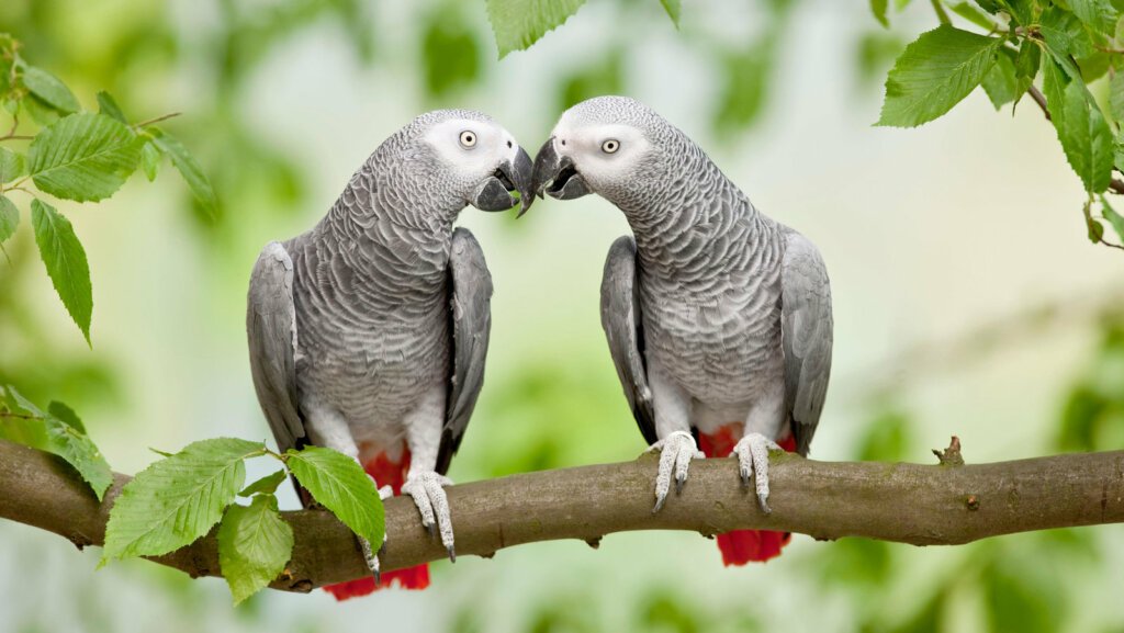 Buy Exotic Birds For Sale