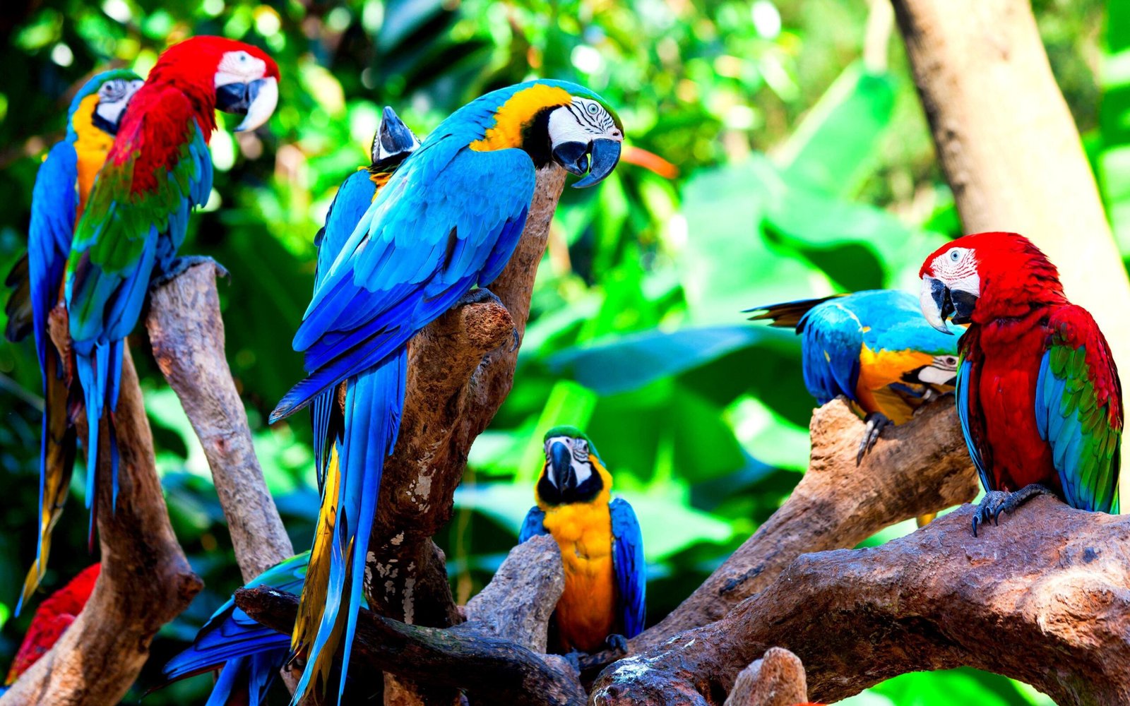 Buy Exotic Birds For Sale